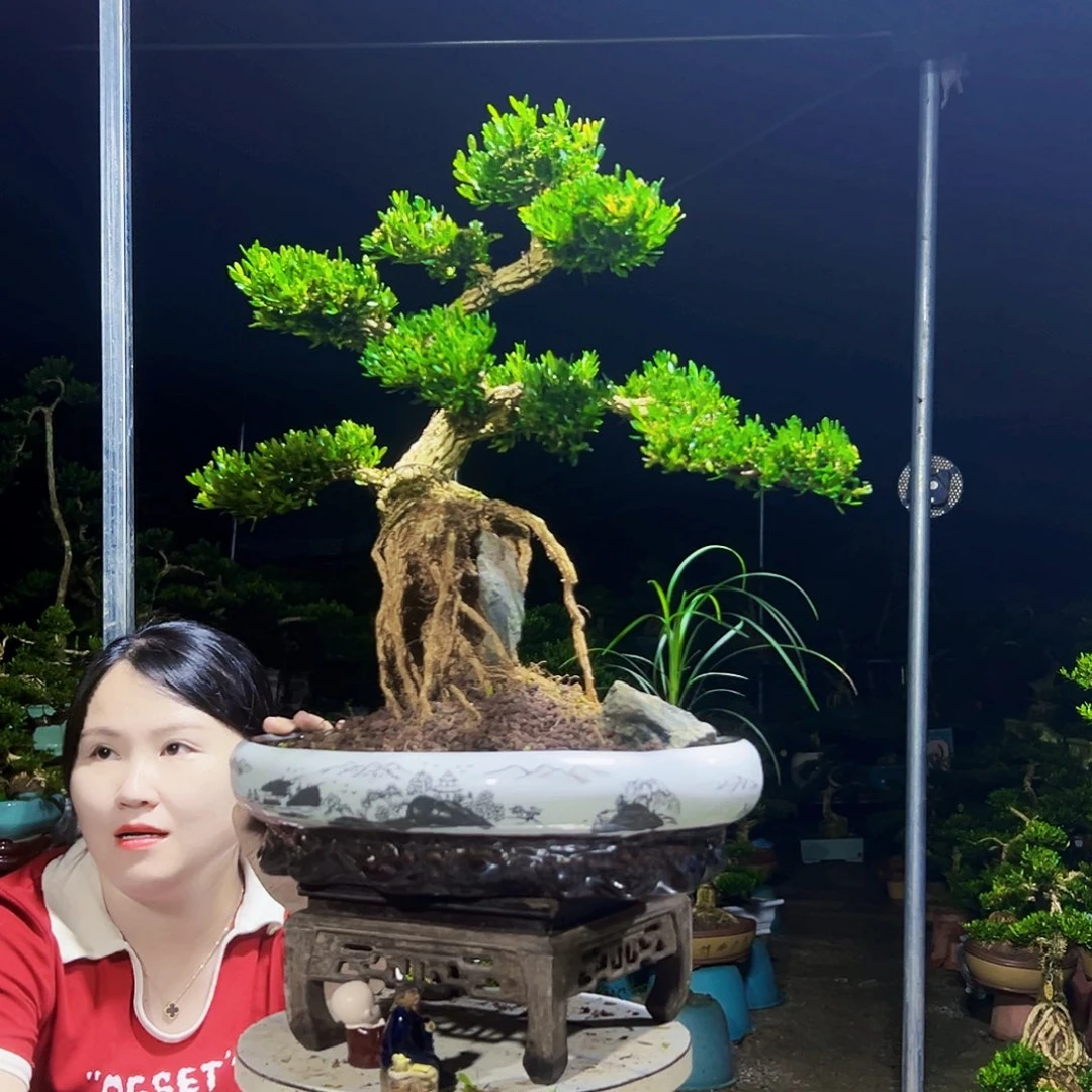 阿***哥无花朵黄杨木