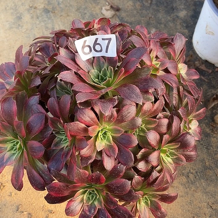 荷兰玫瑰锦667多肉不包断