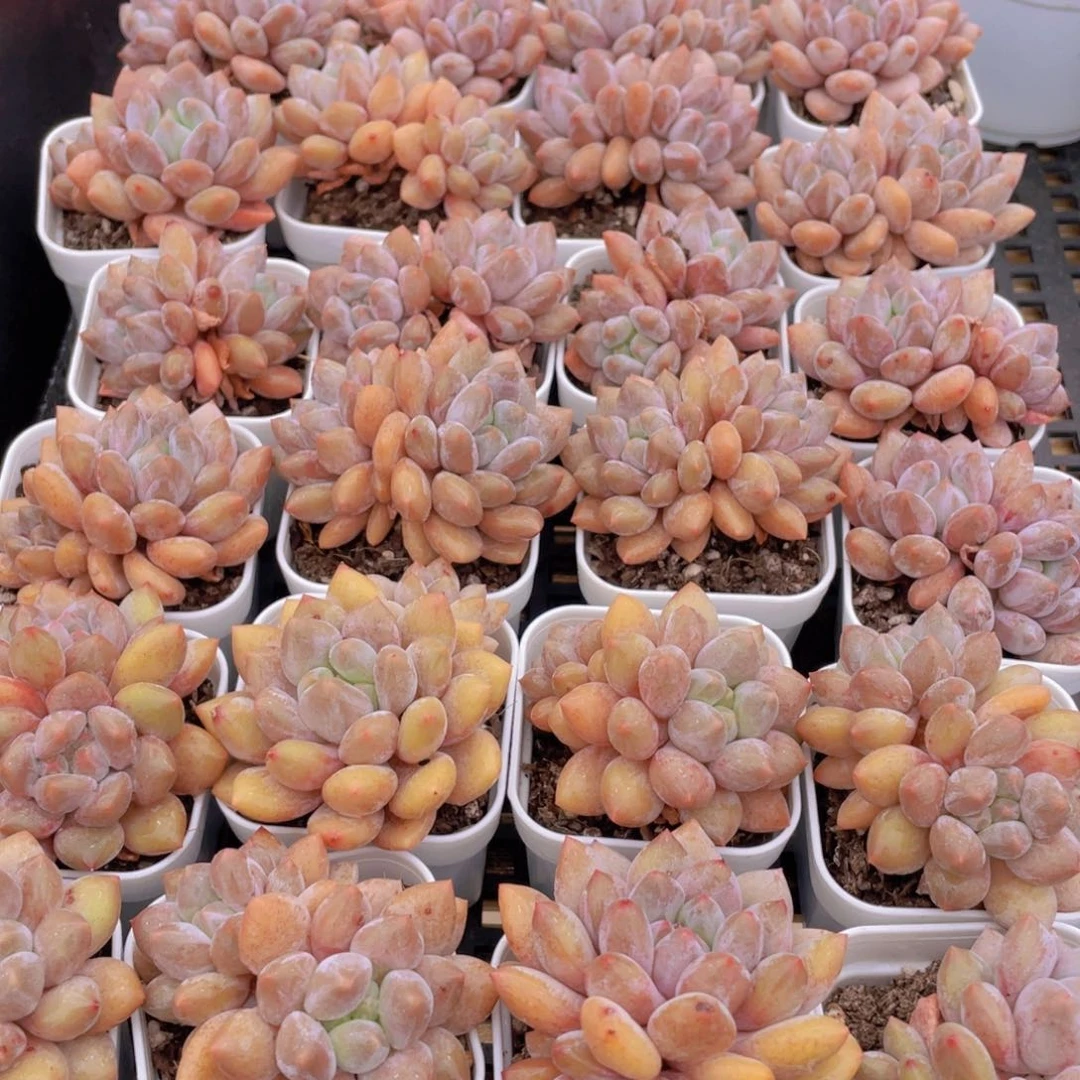 量拍15号 肥胖粉透半夏小双头一个