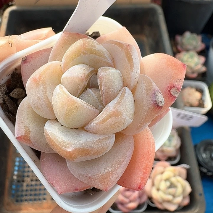 冰玉杂交多肉植物110