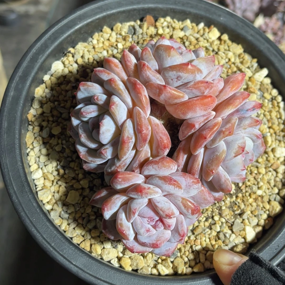 星影 一物一拍不支持退换