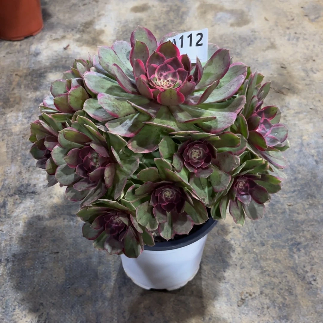 多肉植物粉花妖112多肉