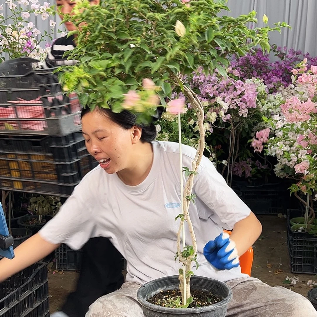 柒***柒大部分花苞少量开放E75魔法樱花