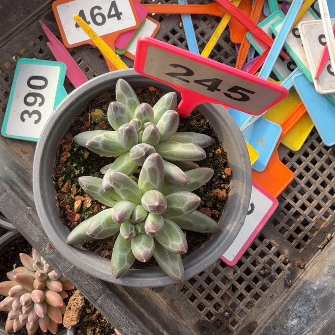 多肉植物申公豹245