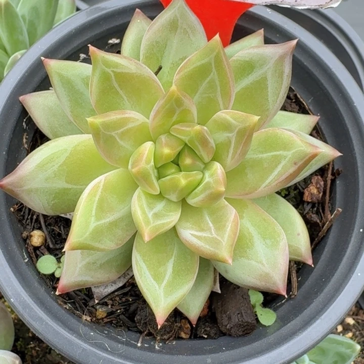 美人优选233多肉植物