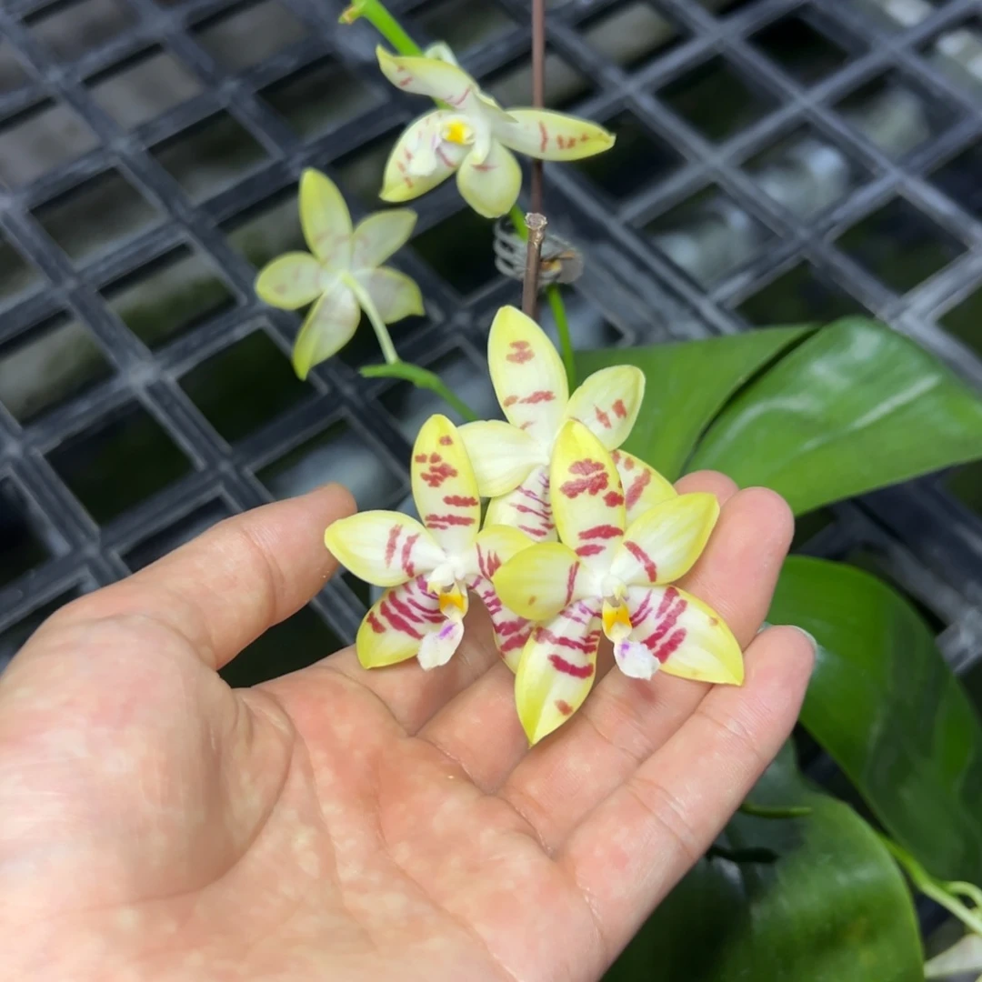 完全开放l162三寸ys1174