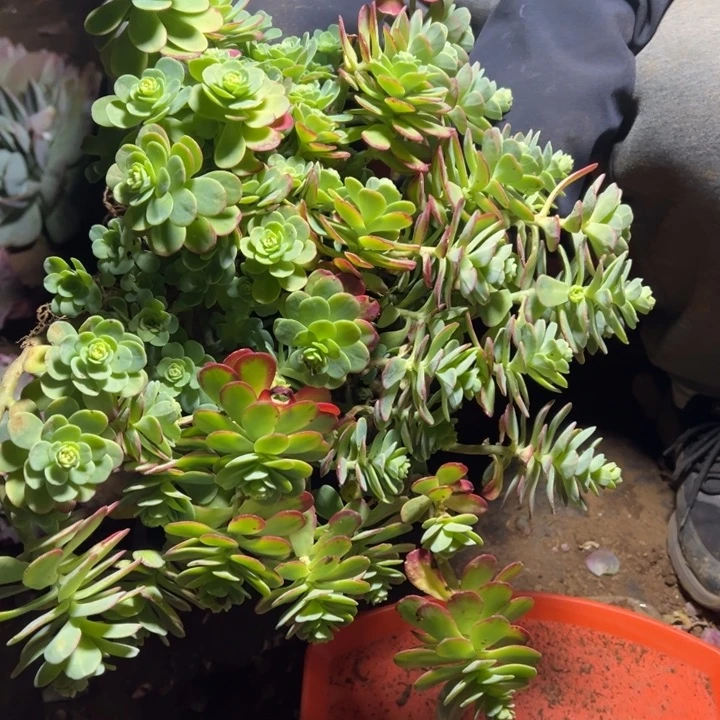 地栽薄化妆特大号1棵（包邮不包损）