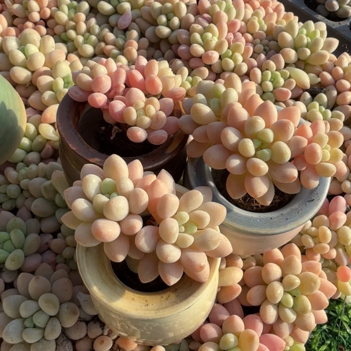 泡泡糖。