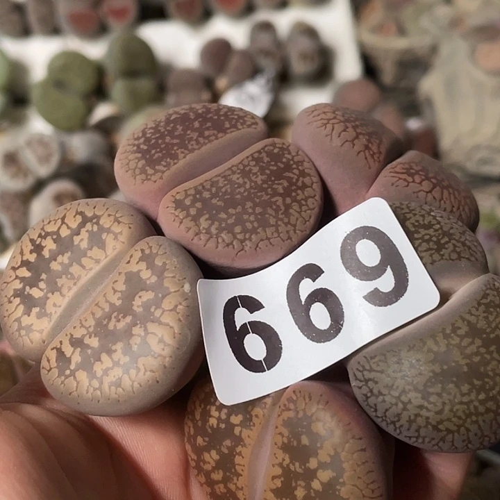 大部分花苞少量开放生石花5颗669