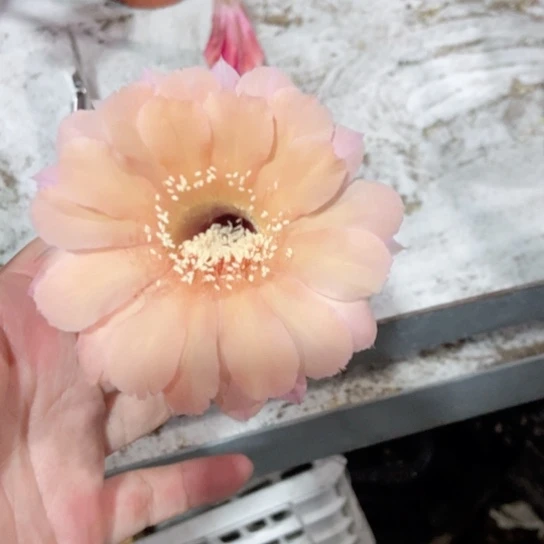 实生彩草一物一拍6