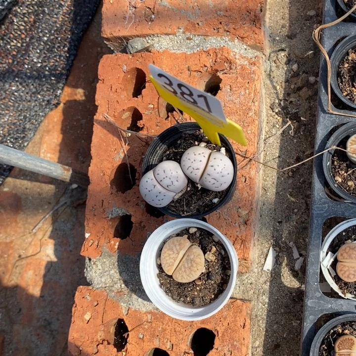 找***烤生石花等植物的生长381