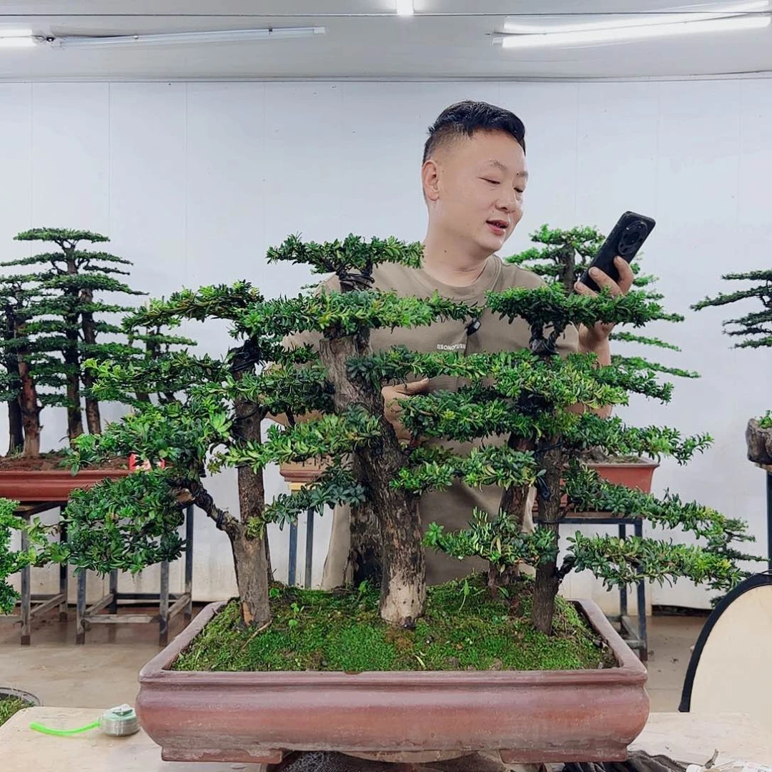 珍***缘无花朵盆景制作过程非常