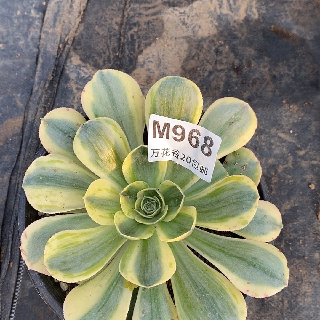 968香炉盘锦多肉植物