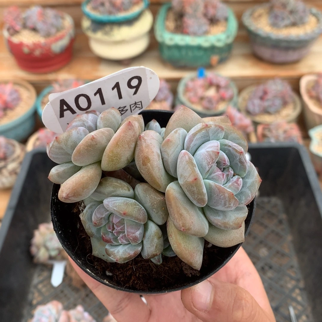 甜****A0119 突尼斯 有砍 8cm