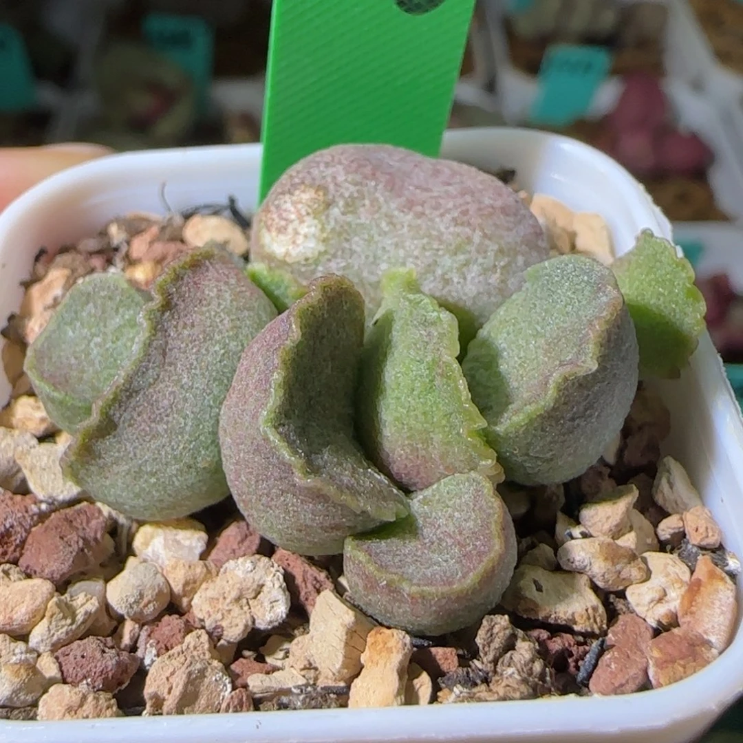 编号658底叶插，有瑕疵，四方盆发