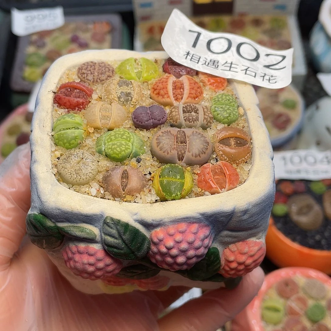 相遇生石花专拍1002
