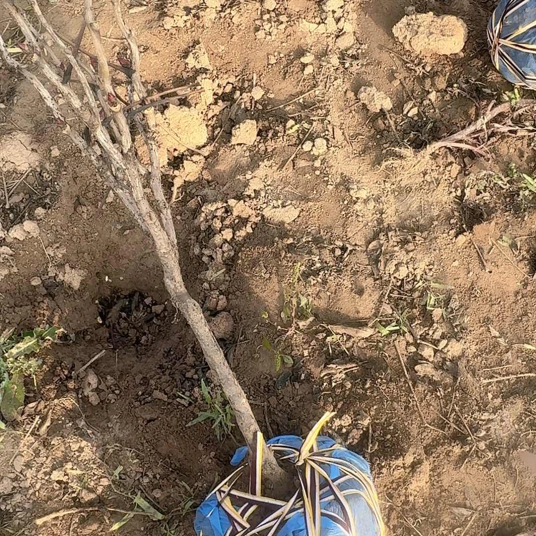 完全开放2颗三年苗子