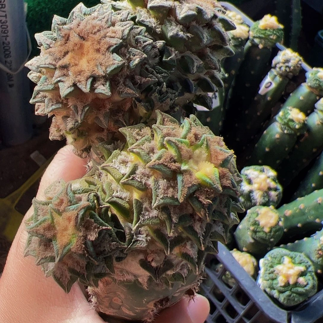 无花朵福利两颗双头姬牡丹群