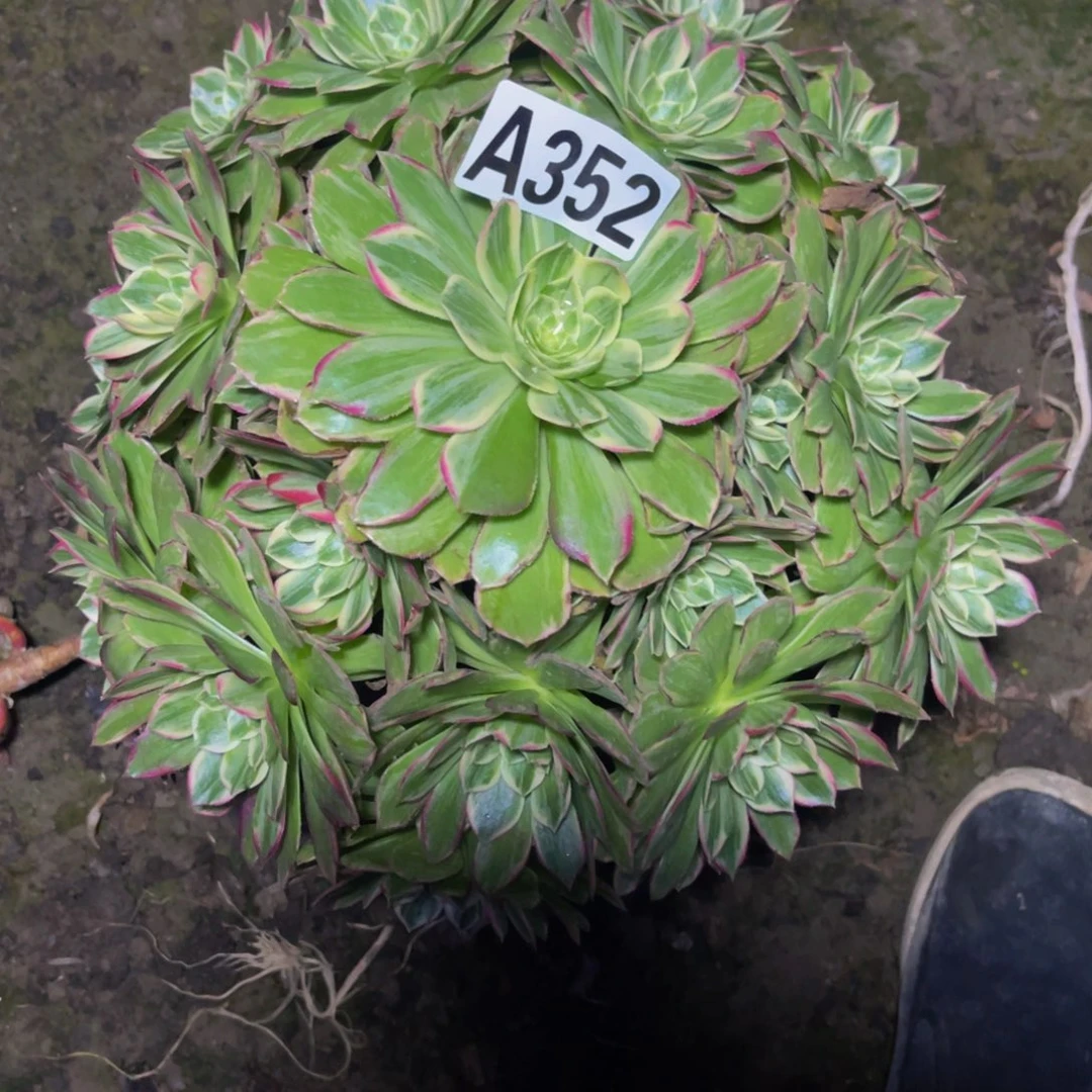 莲花法师16//51包邮