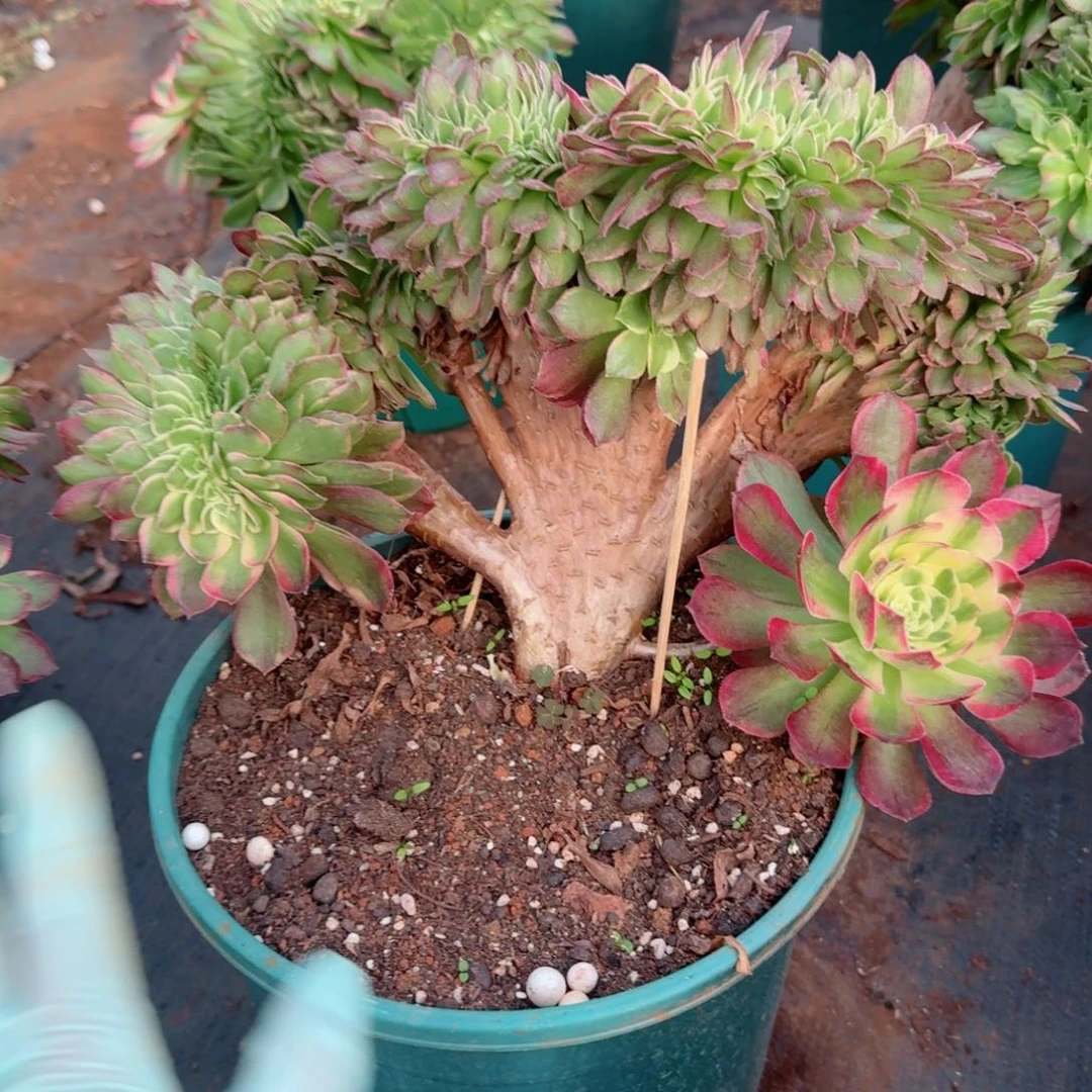 335海王缀化多肉植物满28包邮