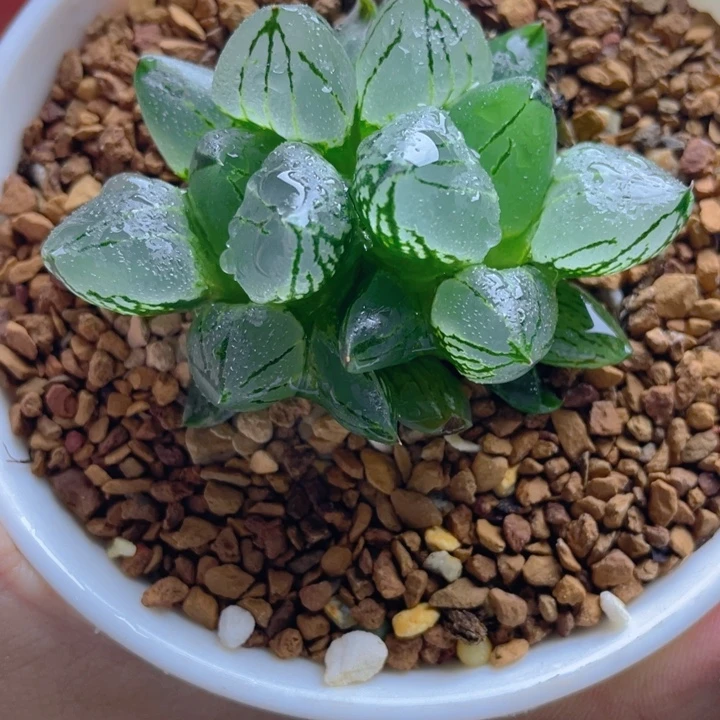 29.十二卷虞美人寿。