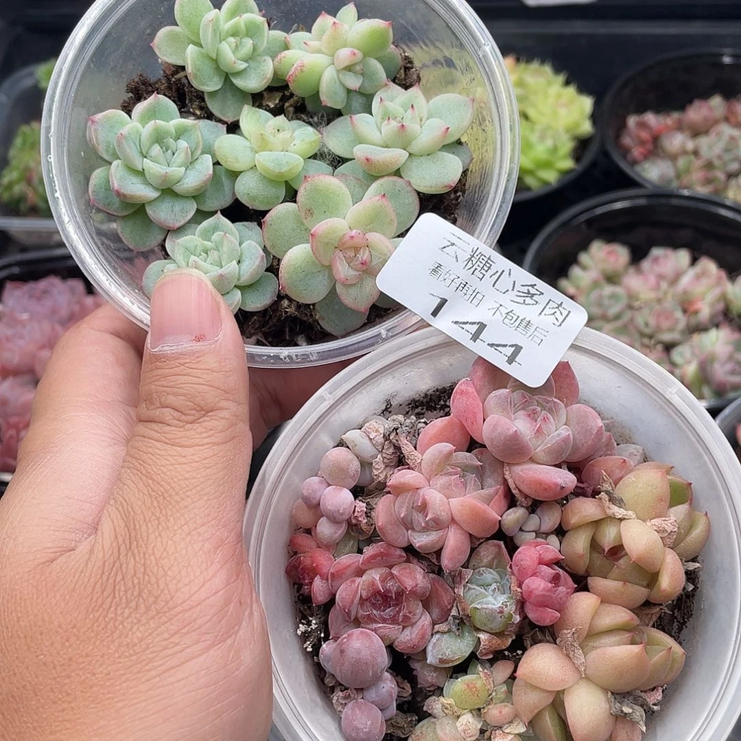 云糖心多肉植物144