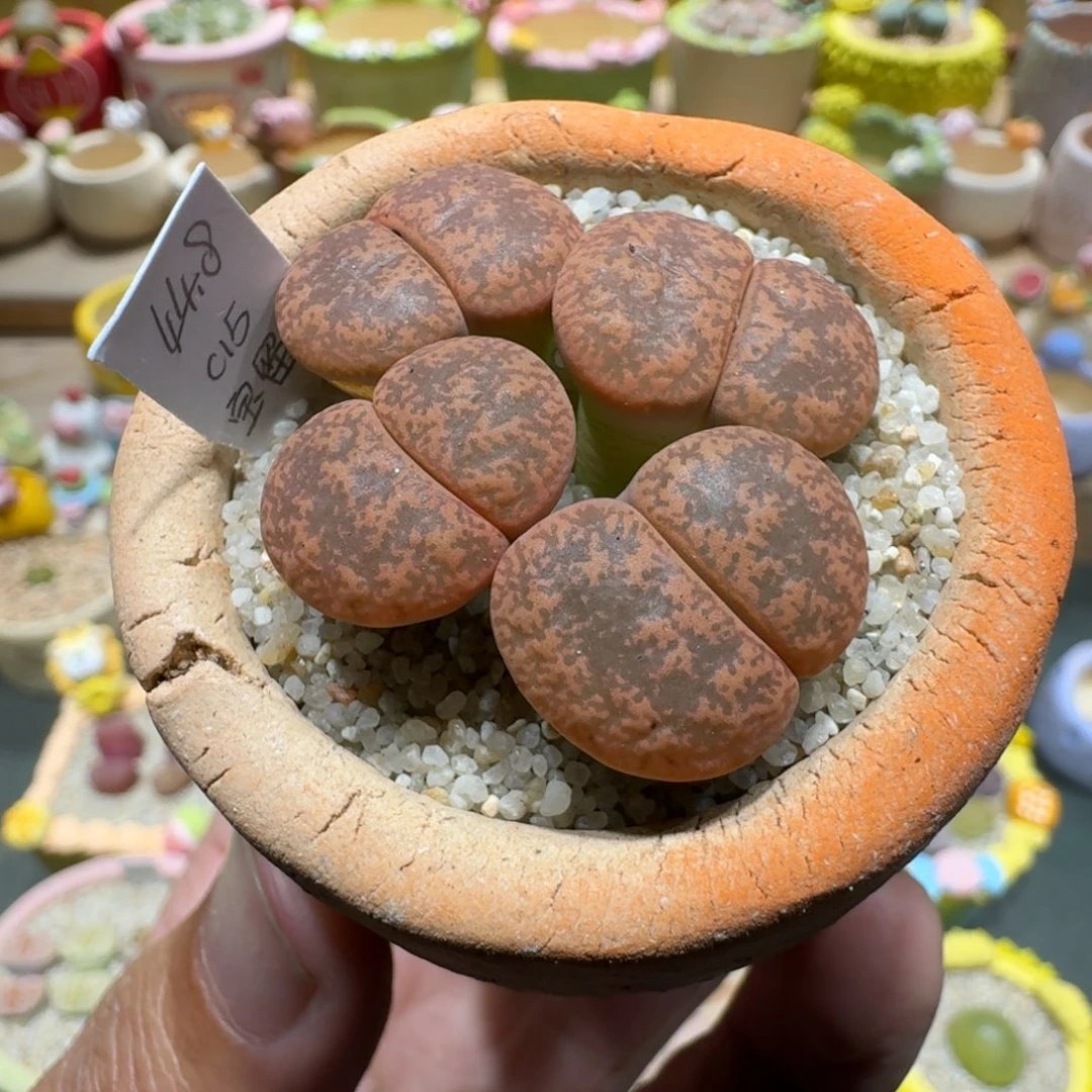 蘑菇1148保留玉多肉植物