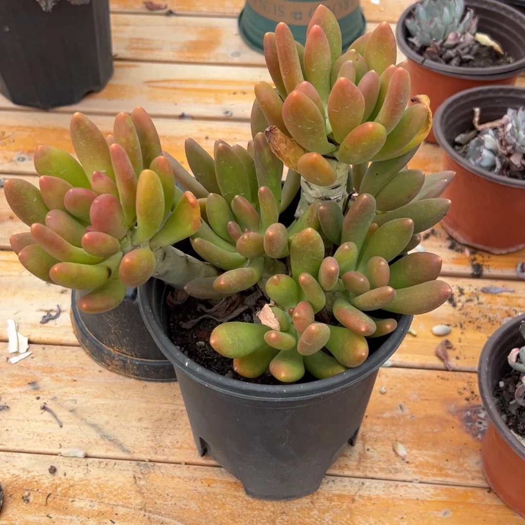 多肉多头金蝉【非偏远满18包邮】