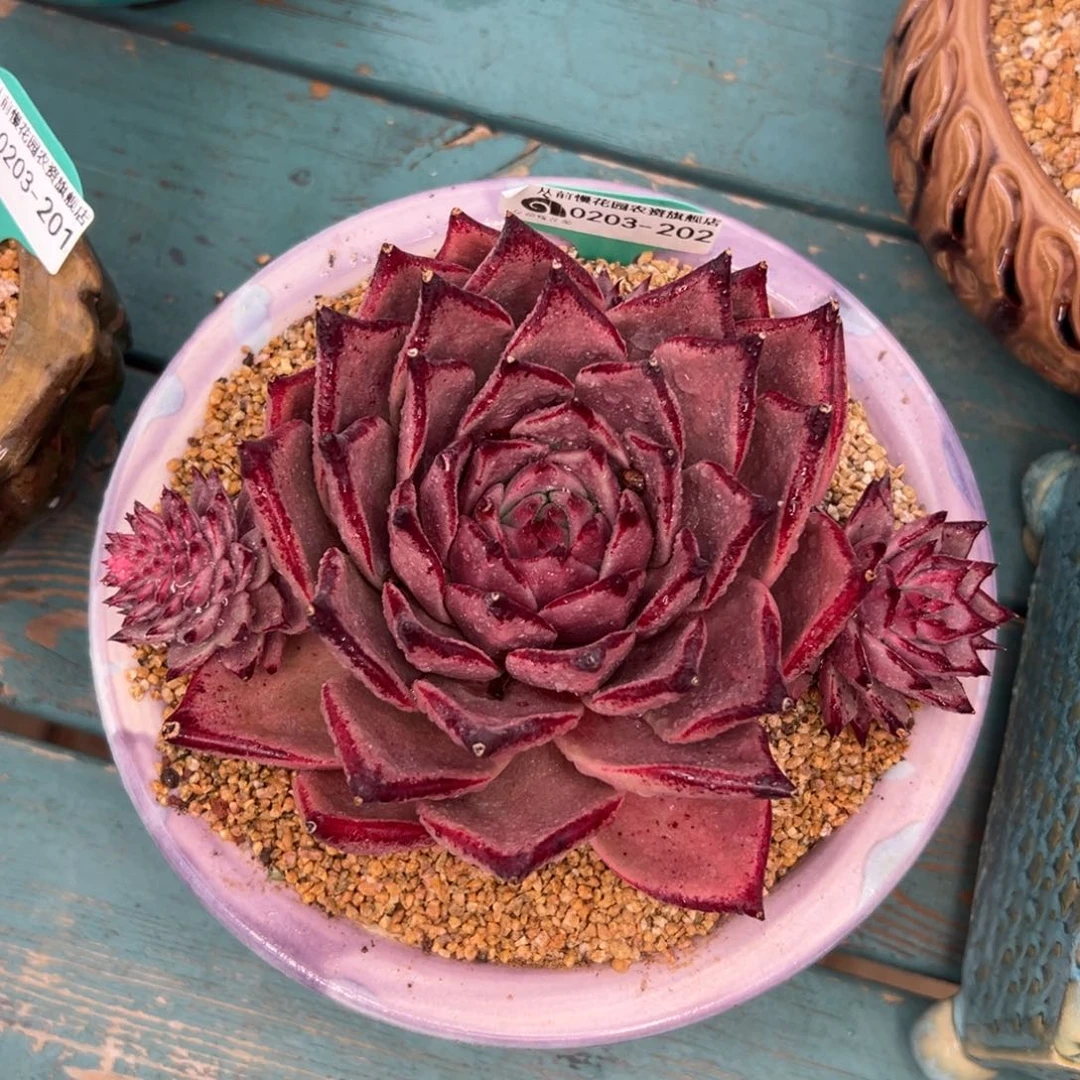 多肉一物一拍0203-202