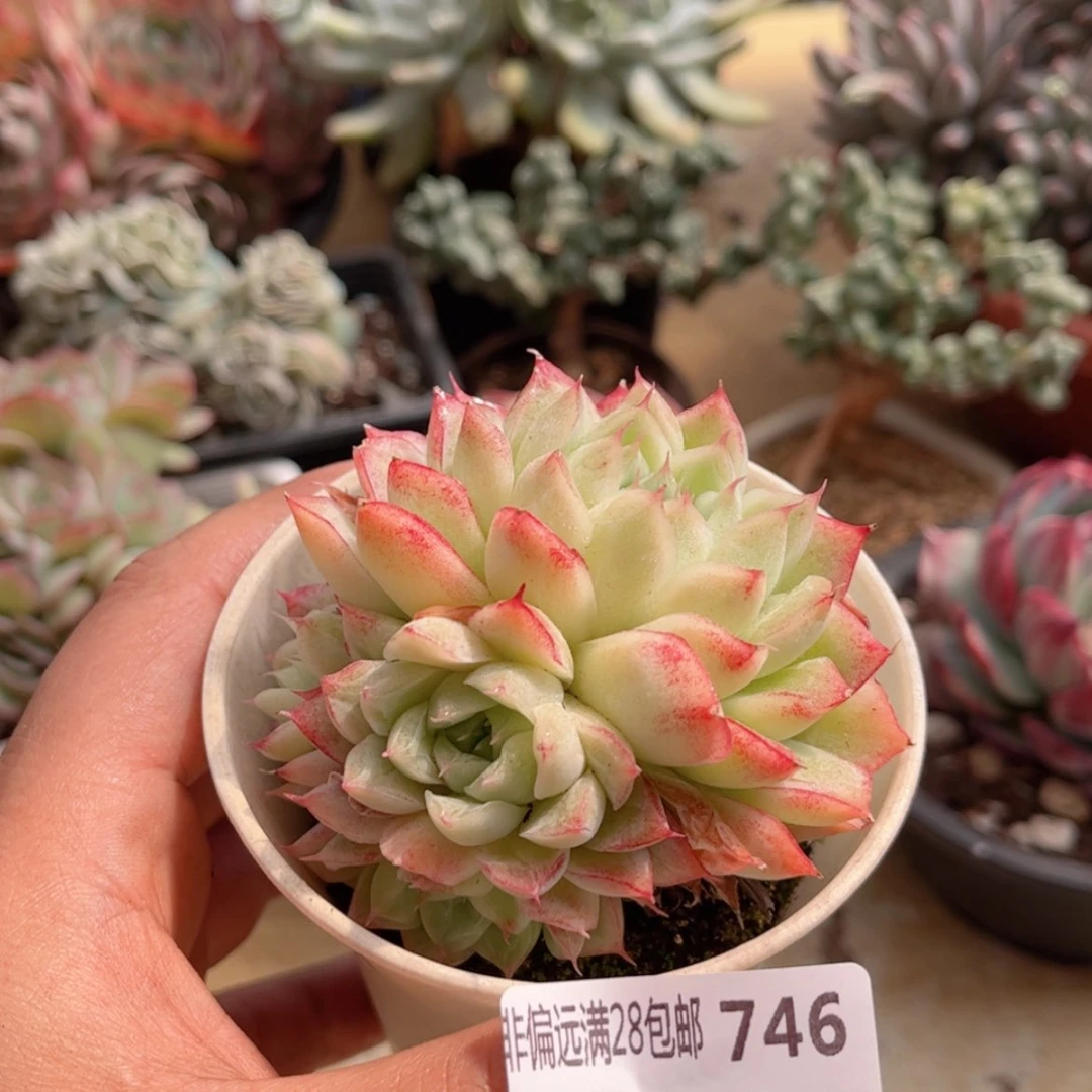 【闪购商品】746边线