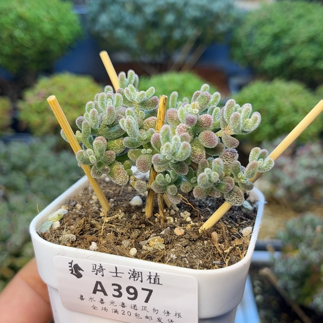 397优选冰晶枝干番杏