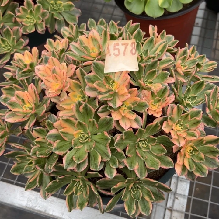 578甜茶22厘米左右