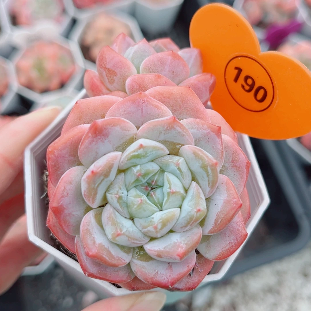 190号小老桩糖心双头