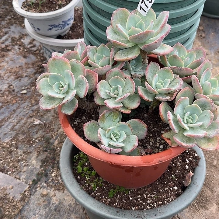 顺**?179白凤脱土发货不退不换