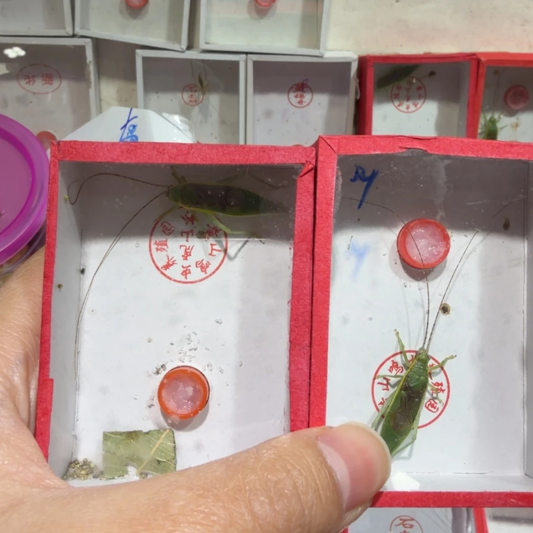 明***。蟋蟀须瑕疵二条金钟包邮