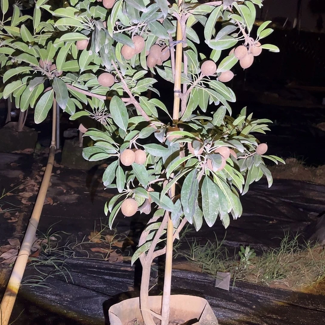 无花朵222我要做一个快乐的小朋友啦希望