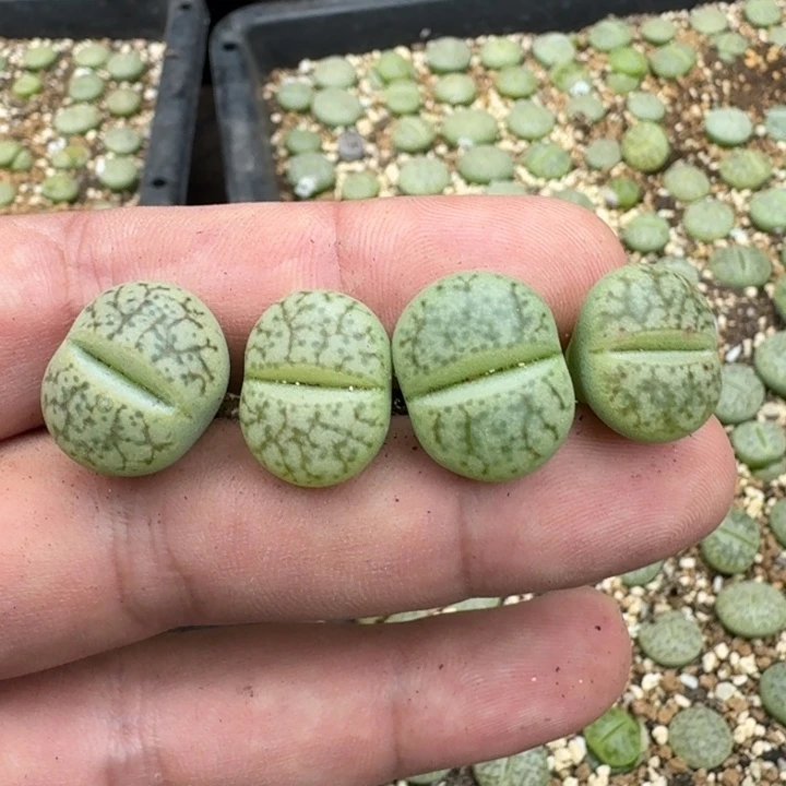 薇***琳S066绿荒绿舞岚玉