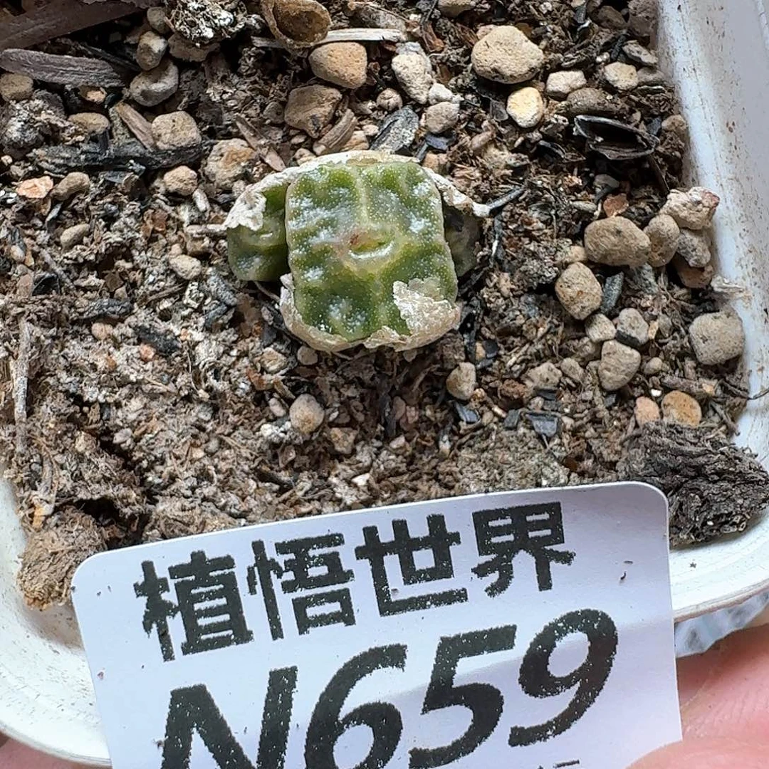 多肉植物的动作发发