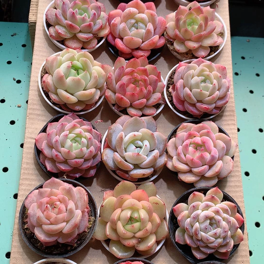 31-量拍品质保证带盆18颗19.9米