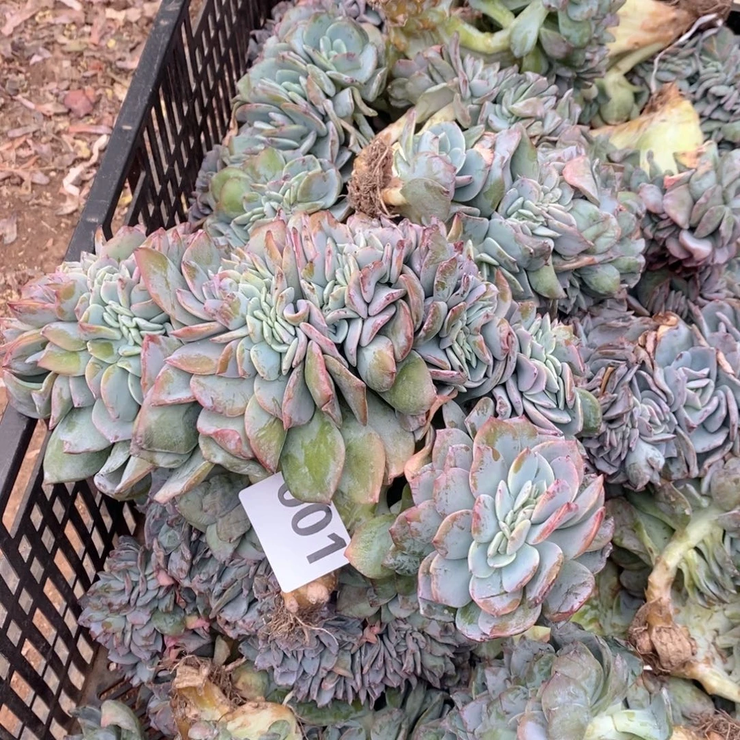 蓉***蓉01白凤缀哇哇呀哇