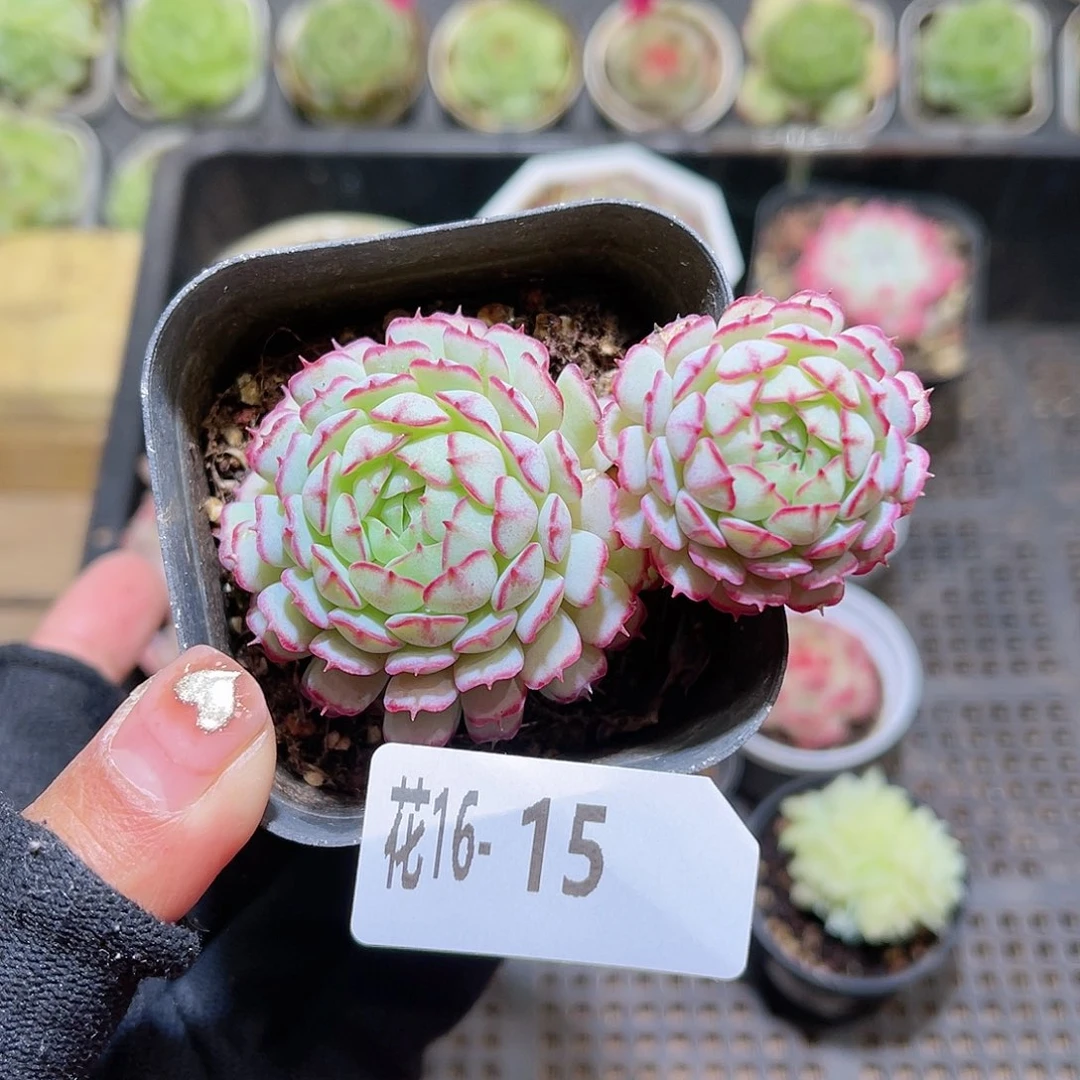 花16-15小红船双头