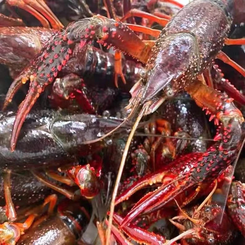 【新疆包邮】鲜活小龙虾清水养殖新鲜活虾一份2kg包八成活