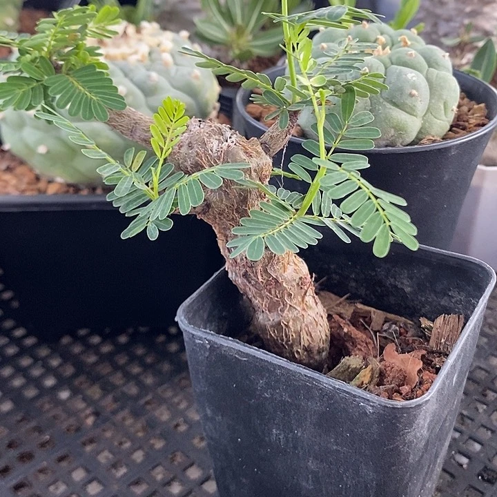苏木大粗腿，一物一拍，带盆