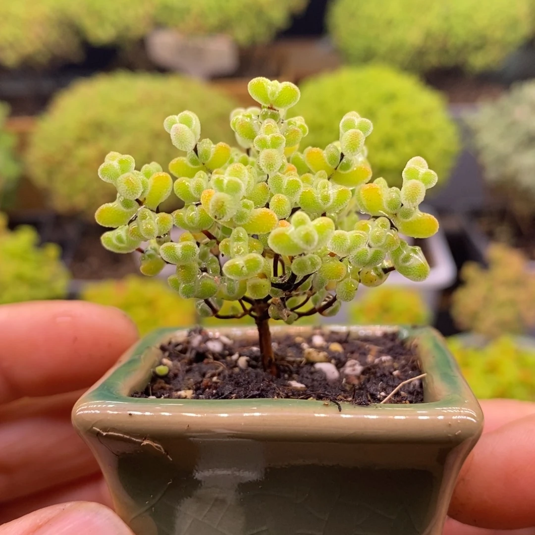 无花朵244实生莱斯。