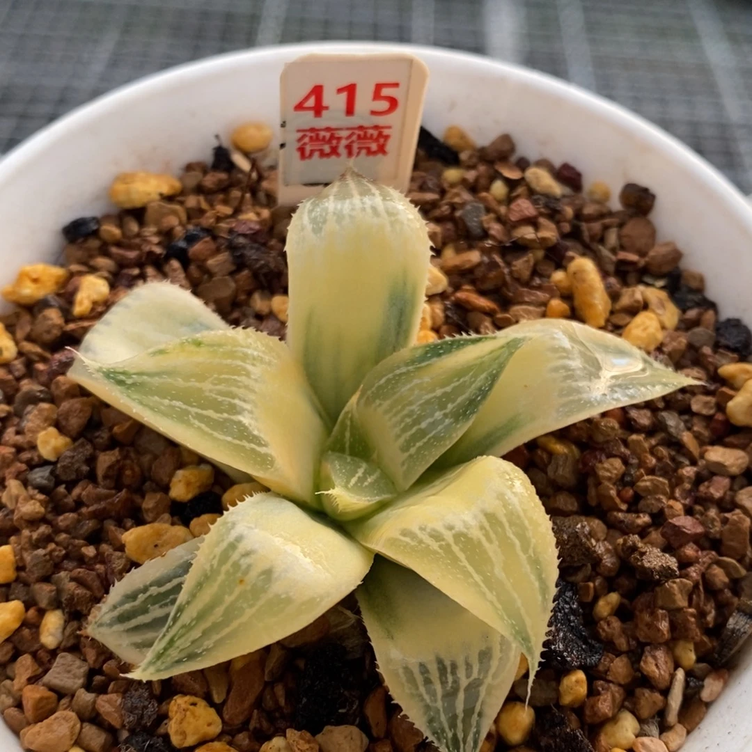 415号实生糊斑寿锦多肉