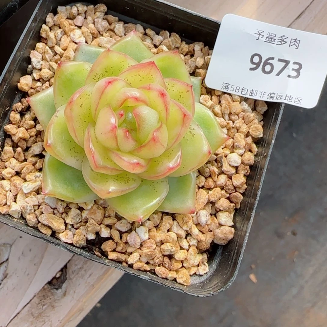 水晶珍妮锦，9673多肉植物