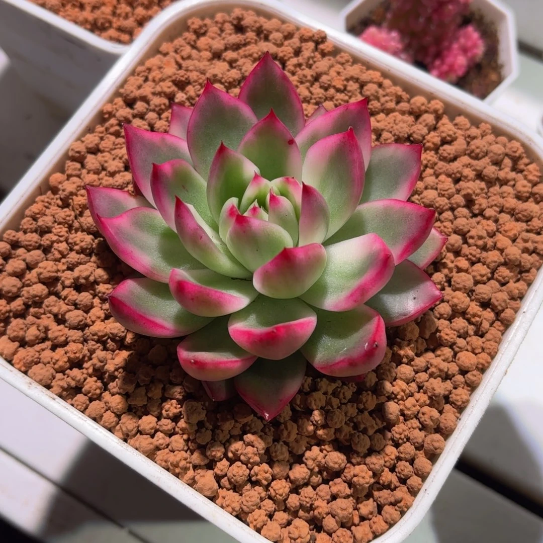 卡利斯托多肉锦盆栽花卉