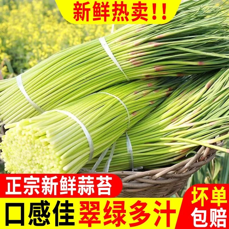 【顺丰快递】新鲜露天蒜苔现挖现发农家自种净重5.1斤净重3斤蒜苔
