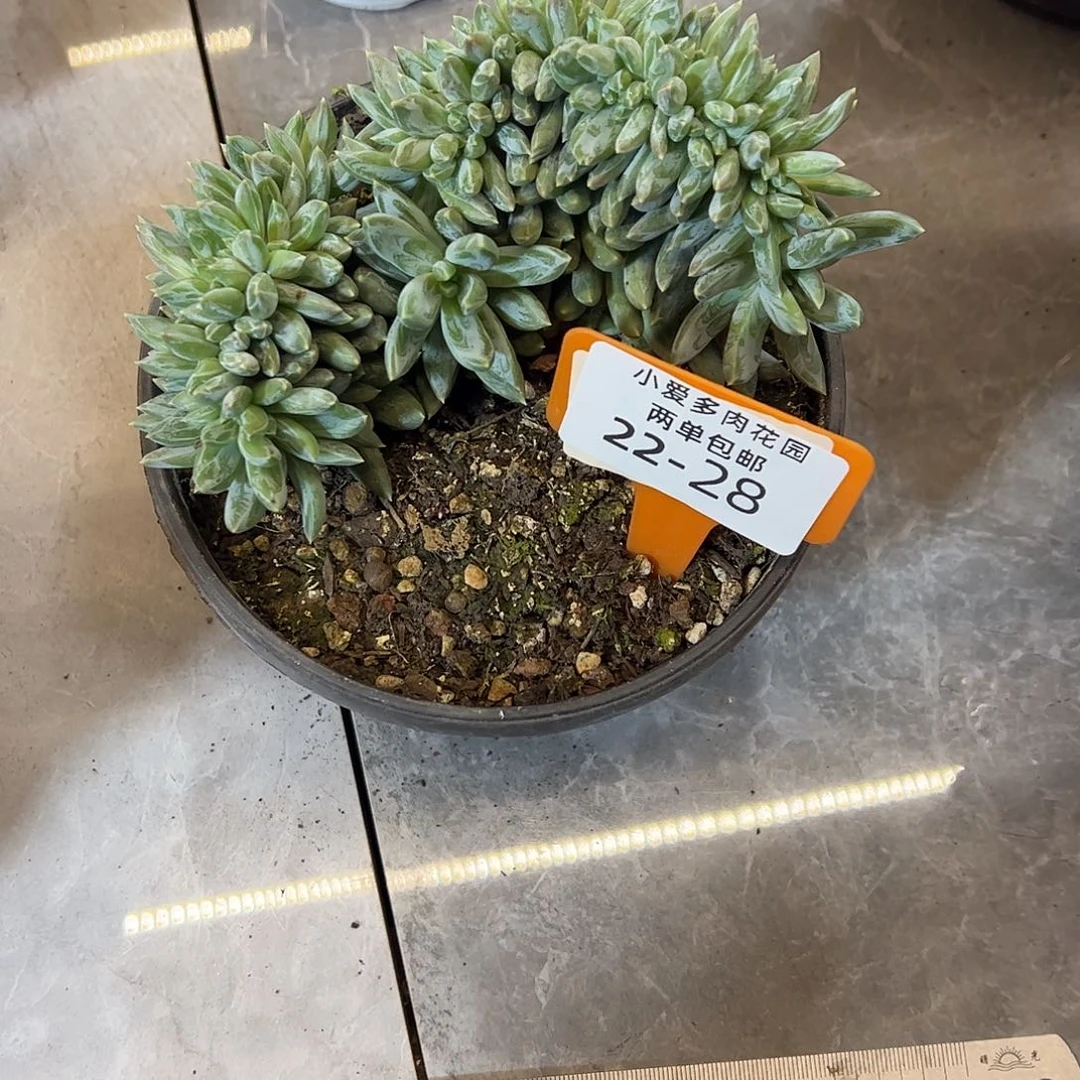臭***活多肉植物组合盆栽28