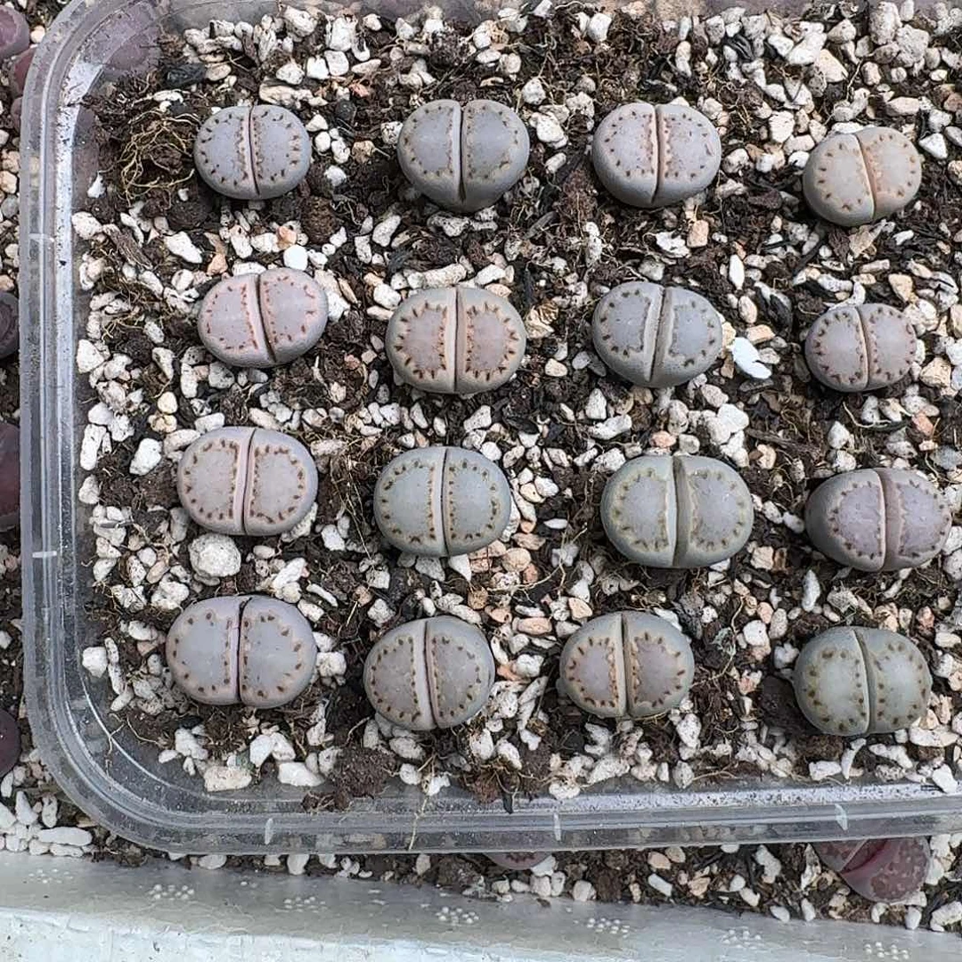 216 217 饼干12-35一颗联系主播挑
